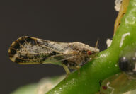 Asian citrus psyllid