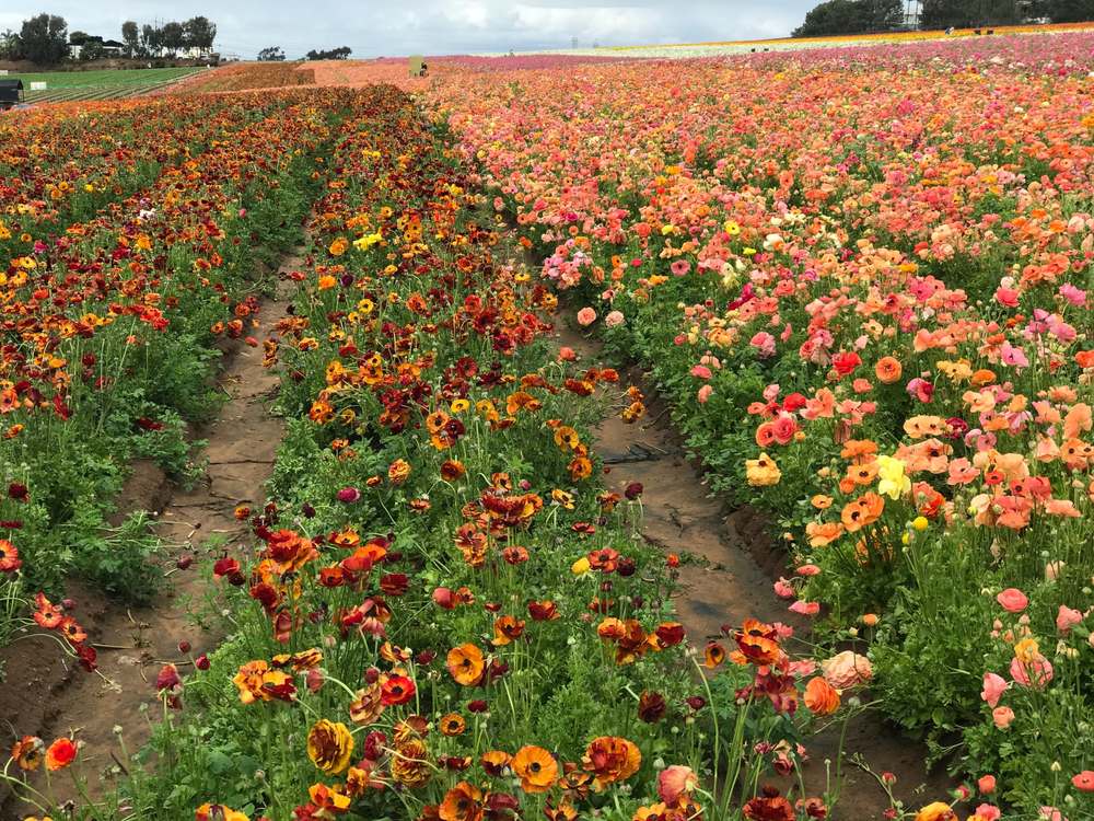 Visit The Flower Fields Of Carlsbad Village News