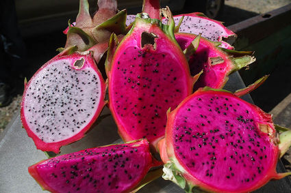 Dragon fruit grows well in SoCal - Village News