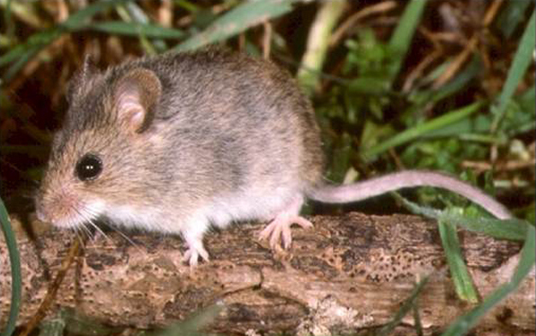 3 wild mice test positive for hantavirus - Village News