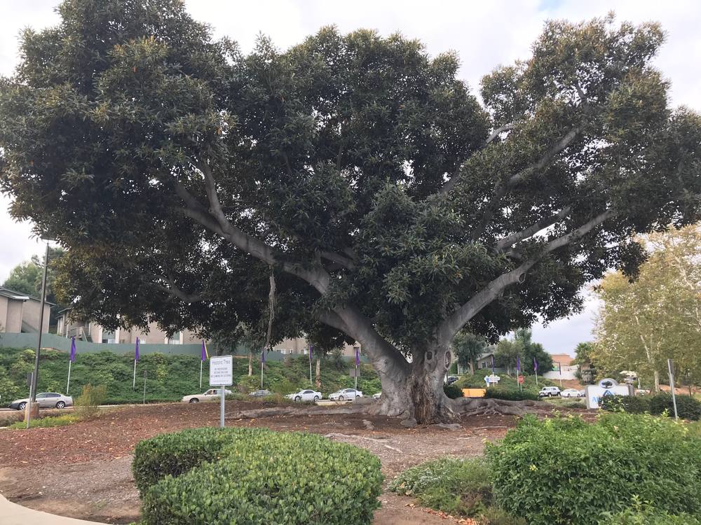 The Moreton Bay fig tree thrives in California - Village News