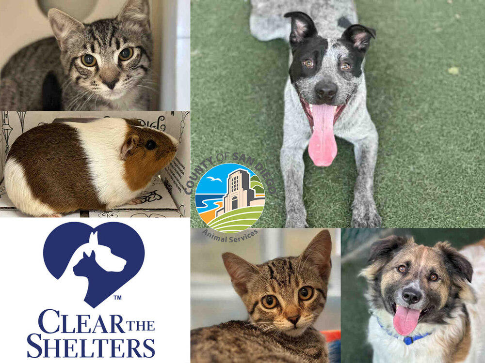 Pet adoption fees waived for Clear the Shelter month Village News