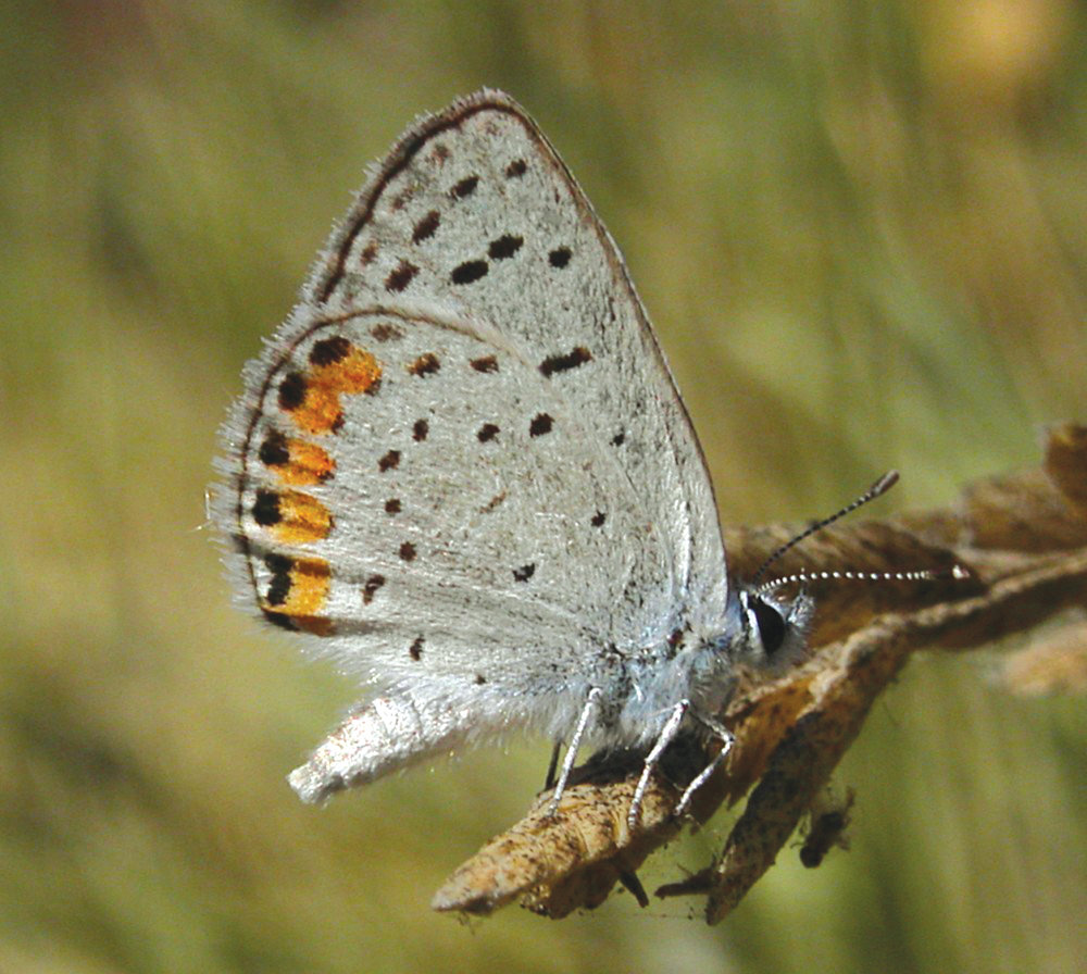 Discover the Acmon Blue butterfly - Village News